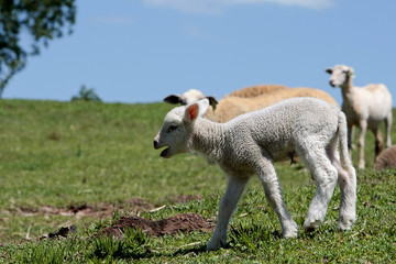 Obraz premium OVINOCULTURA