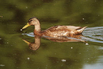 Stockente gespiegelt