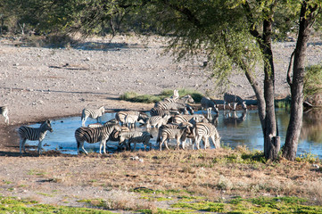 Fototapeta na wymiar Zebras and antelopes at the watering hole