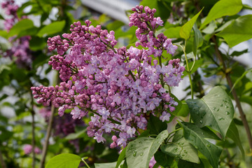 branch of lilac after rain