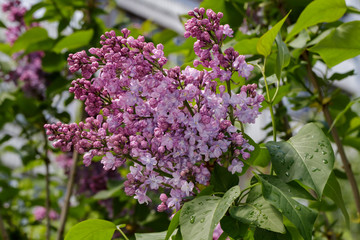 Obraz premium branch of lilac after rain