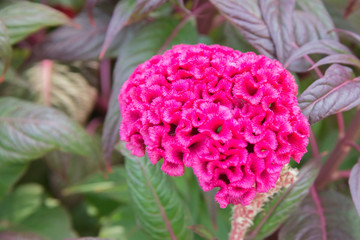 Cockscomb or Celosia flower on a colorful leaf background.