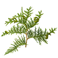 thuja branch isolated on white background