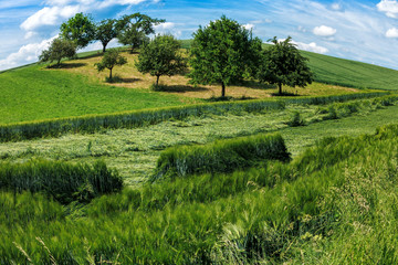 Fototapeta na wymiar Hessian landscape. Green fields and apple trees in summer