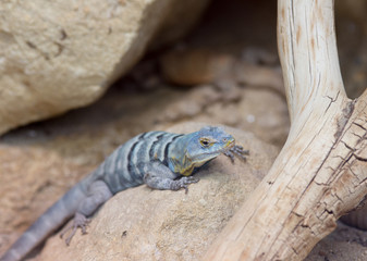 Baja blue rock lizard
