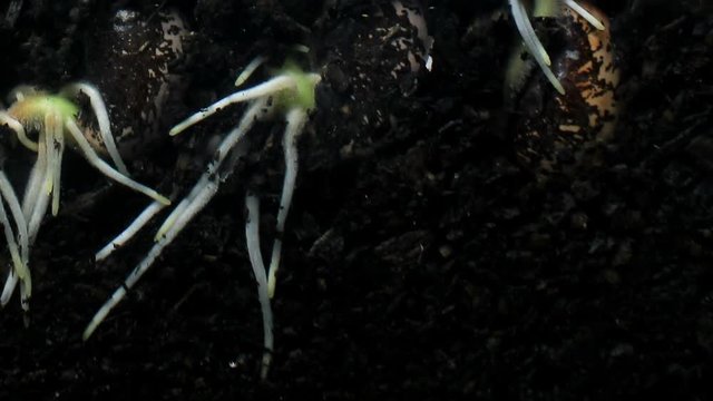 Plant seed root growing underground hypogeal germination time lapse
