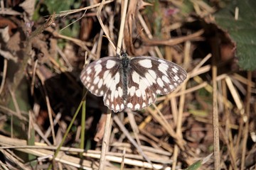 Carcharodus flocciferus 