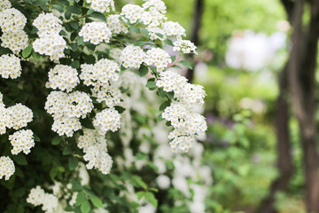 White blossom on spiraea shrub