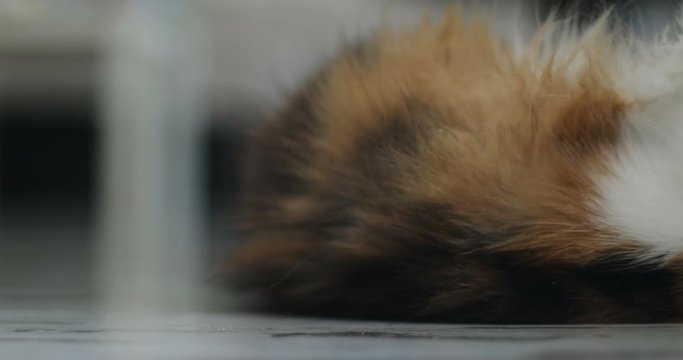Cute funny cat playing at home, rolling on floor and washing himself want cat sex estrus pairing oestrus estrum oestrum mate 4k