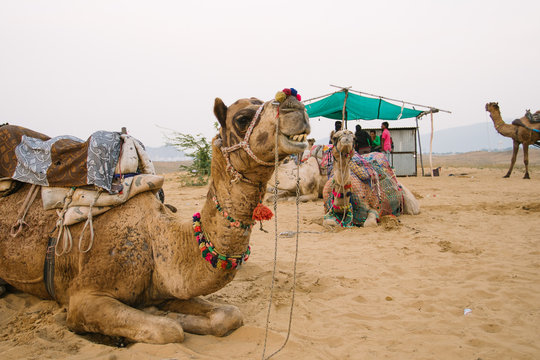 Kamel in Indien