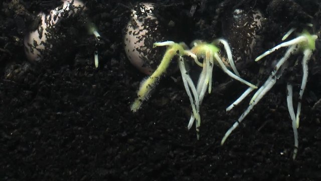 Plant seed root growing underground hypogeal germination time lapse