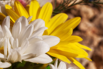 Chrysanthemum Macro Photography