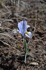 Голубой ирис Колпаковского Iris kolpakowskiana в горах Тянь-Шаня, Киргизия, Центральная Азия