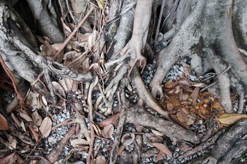 Tree Roots II