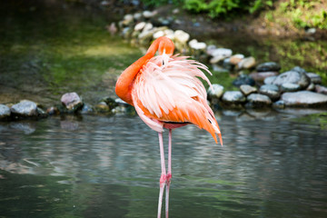 Pink flamingo on a pond in nature