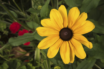 A beautiful yellow Mexican flower