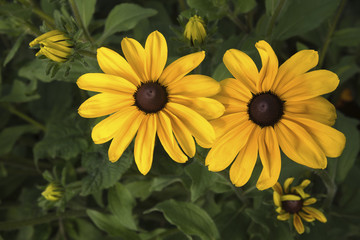Beautiful yellow Mexican flowers