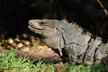 iguana