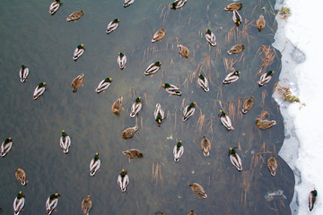 In the winter the lake are many ducks.