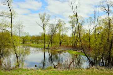 Drzewa nad brzegiem zalane wodą © W Korczewski