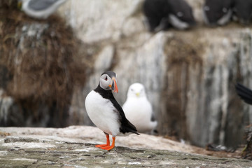 Papageientaucher - Farne Islands - seitlicher Blick