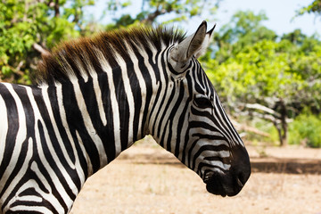 Fototapeta na wymiar Profile head of an African zebra, Calaut Park, Corong, Philippines