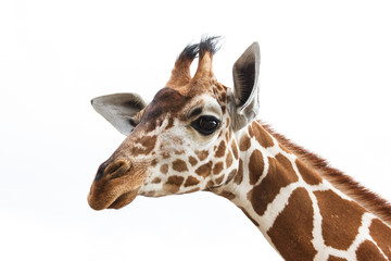 Obraz premium Philippines Calauit Island Whild park, giraffe