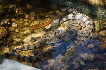 Close up of Crocodile Eye.