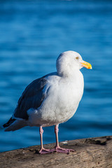 A gull enjoys the sun