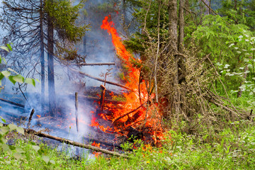 Fire in the summer forest. Careless handling of fire. Spontaneous ignition. 