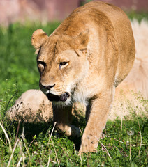 Lioness on the grass in the wild