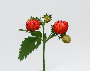 Wild strawberry