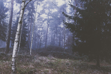 Obraz premium Dark Forrest.