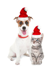 Cute puppy and kitten in Santa hats on white background. Christmas and New Year celebration