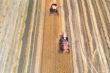 Combine harvesters working in golden wheat field