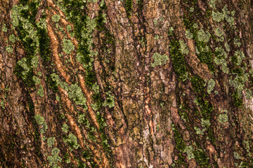 ruby wrinkled bark