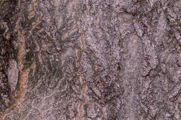 ruby wrinkled bark