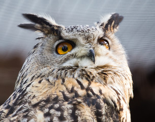 Portrait of an eagle owl at the zoo