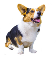 Corgi dog on white background. Pembroke Welsh Corg.  Funny corgi pembroke in studio in front of a white background.  Corgi dog isolated on white background