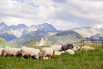 Beautiful Tatry Rusinowa Polana landscape © sitriel