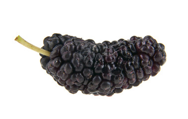 Mulberry isolated on white background close-up