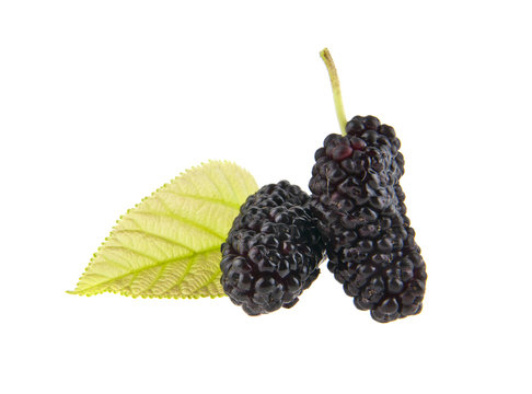 Mulberry isolated on white background close-up