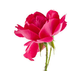Obraz na płótnie Canvas Red rose isolated on white background