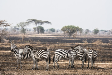 Fototapeta na wymiar Serengeti, Tanzania