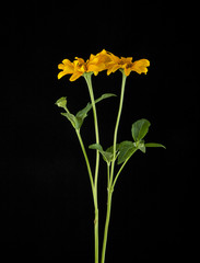 Yellow daisies on a black background