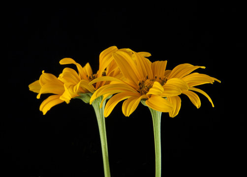 Yellow daisies on a black background