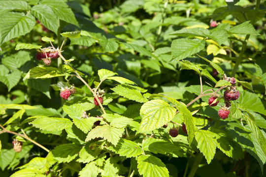 Raspberry bushes with berries in the garden