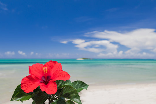 青い海とハイビスカスの花 沖縄イメージ Stock 写真 Adobe Stock