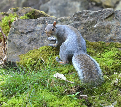 squirrel 