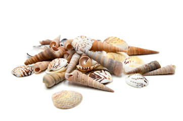 Fototapeta na wymiar shells on white background